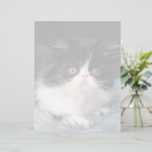 Cutest Baby Animals | Fluffy B&W Kitten (Standing Front)