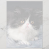 Cutest Baby Animals | Fluffy B&W Kitten (Front)