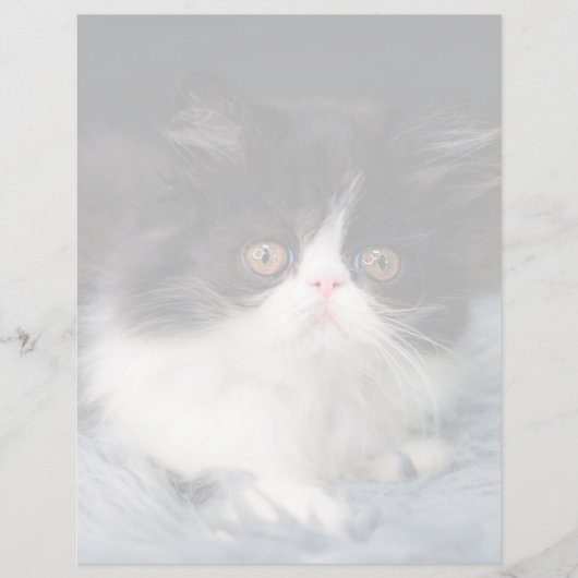 Cutest Baby Animals | Fluffy B&W Kitten (Front)