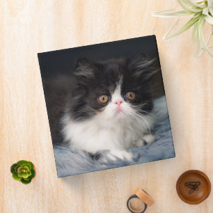 Cutest Baby Animals Fluffy B&W Kitten 3 Ring Binder