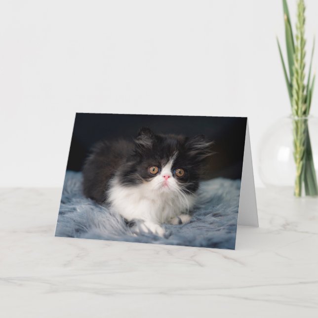Cutest Baby Animals | Fluffy B&W Kitten Card (Front)