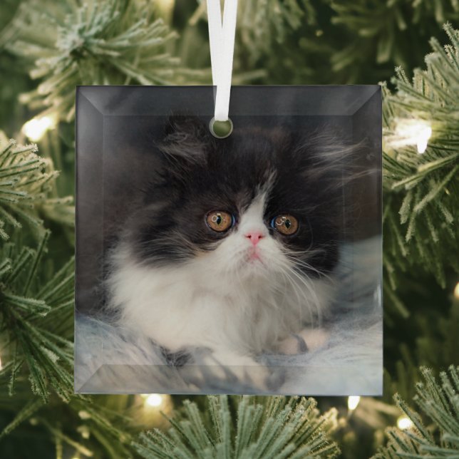 Cutest Baby Animals | Fluffy B&W Kitten Glass Ornament (Insitu)