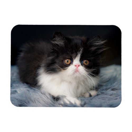 Cutest Baby Animals  Fluffy BW Kitten Magnet