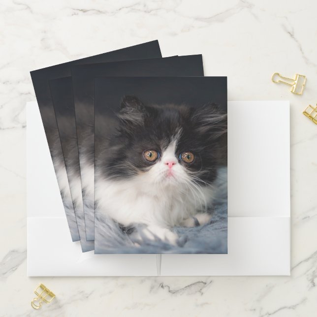 Cutest Baby Animals | Fluffy B&W Kitten Pocket Folder (In Situ)