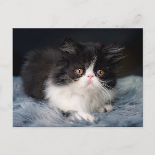 Cutest Baby Animals  Fluffy BW Kitten Postcard