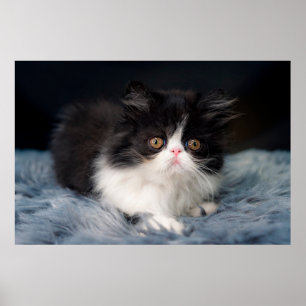 Cutest Baby Animals Fluffy B&W Kitten Poster