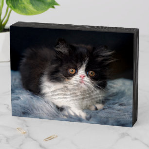 Cutest Baby Animals Fluffy B&W Kitten Wooden Box Sign