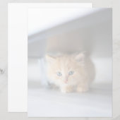 Cutest Baby Animals | Fluffy Orange Kitten (Front/Back)