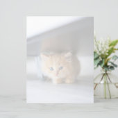 Cutest Baby Animals | Fluffy Orange Kitten (Standing Front)