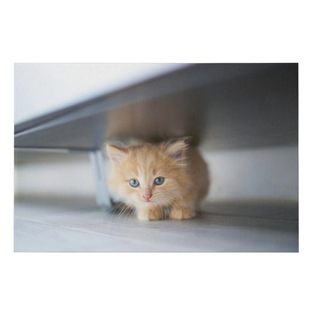 Cutest Baby Animals | Fluffy Orange Kitten Faux Canvas Print (Front)