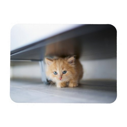 Cutest Baby Animals  Fluffy Orange Kitten Magnet