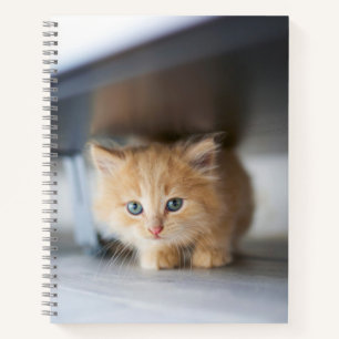 Cutest Baby Animals   Fluffy Orange Kitten Notebook