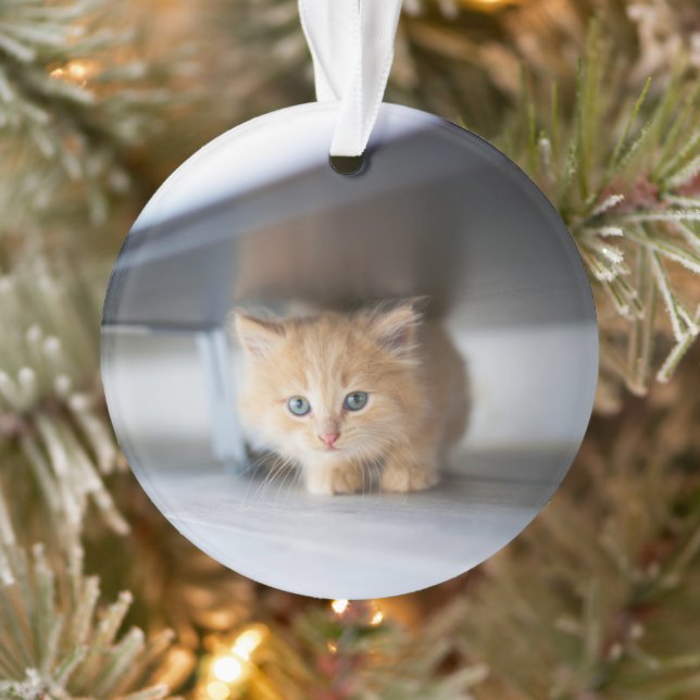 Cutest Baby Animals | Fluffy Orange Kitten Ornament (Tree)