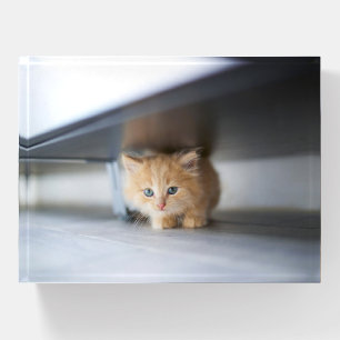 Cutest Baby Animals Fluffy Orange Kitten Paperweight