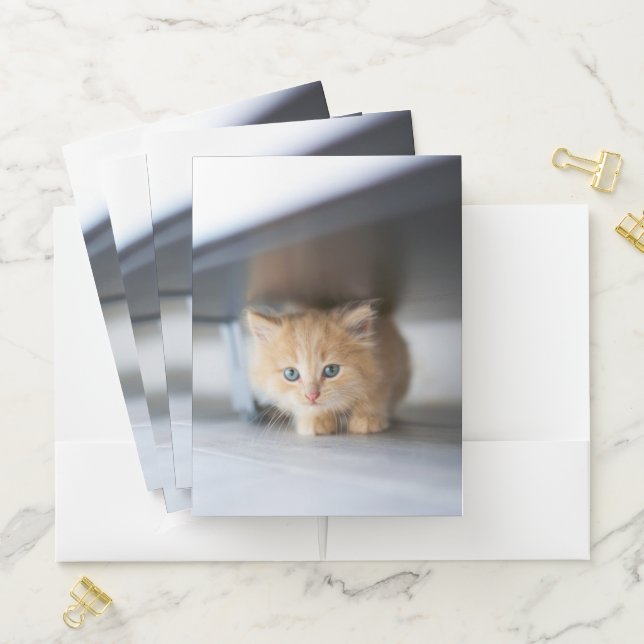Cutest Baby Animals | Fluffy Orange Kitten Pocket Folder (In Situ)