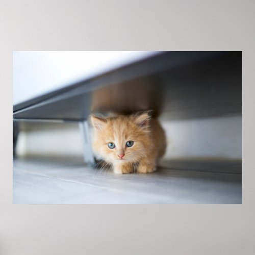 Cutest Baby Animals  Fluffy Orange Kitten Poster