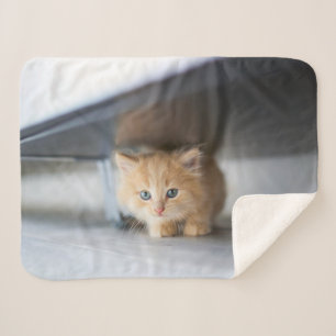 Cutest Baby Animals Fluffy Orange Kitten Sherpa Blanket