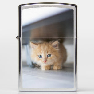 Cutest Baby Animals Fluffy Orange Kitten Zippo Lighter