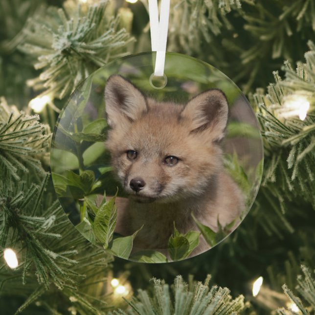 Cutest Baby Animals | Fox Kit Glass Ornament (Insitu)