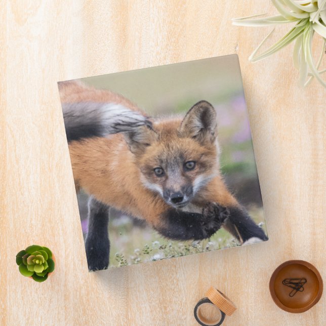 Cutest Baby Animals | Fox Pups at Play 3 Ring Binder (In Situ)