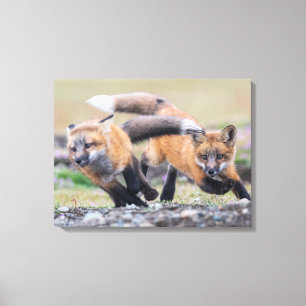 Cutest Baby Animals Fox Pups at Play Canvas Print