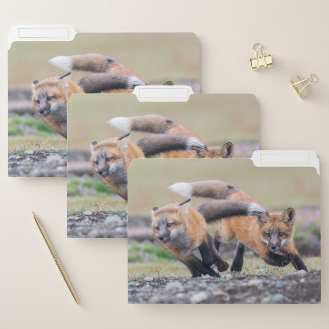 Cutest Baby Animals | Fox Pups at Play File Folder (Set)