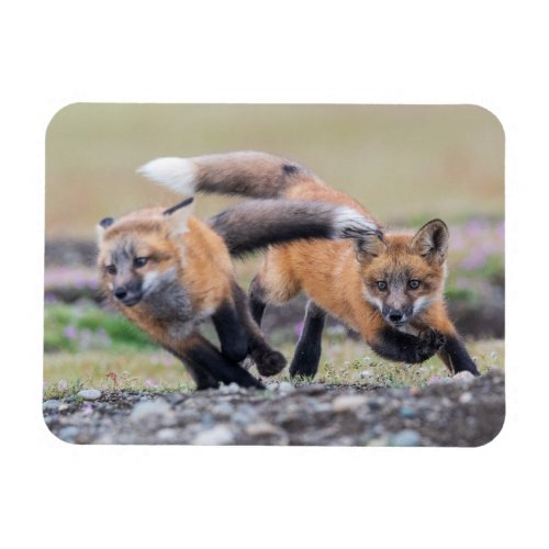 Cutest Baby Animals  Fox Pups at Play Magnet
