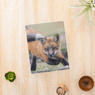 Cutest Baby Animals   Fox Pups at Play Mini Binder