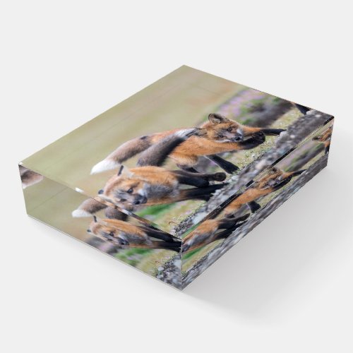 Cutest Baby Animals  Fox Pups at Play Paperweight
