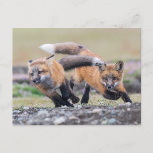 Cutest Baby Animals  Fox Pups at Play Postcard