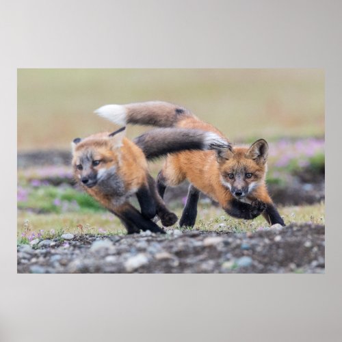 Cutest Baby Animals  Fox Pups at Play Poster