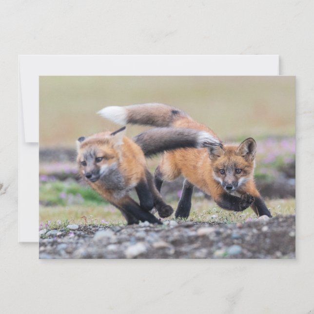 Cutest Baby Animals | Fox Pups at Play Thank You Card (Front)