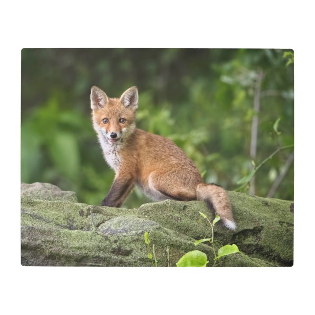 Cutest Baby Animals | Foxy Smile Metal Print (Front)