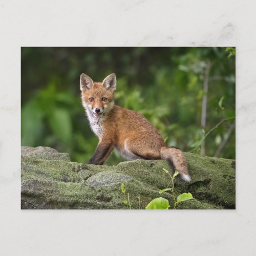 Cutest Baby Animals  Foxy Smile Postcard