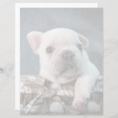 Cutest Baby Animals | French Bulldog (Front/Back)