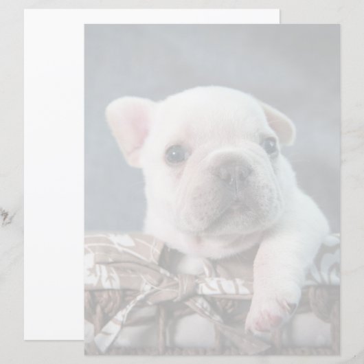 Cutest Baby Animals | French Bulldog (Front/Back)