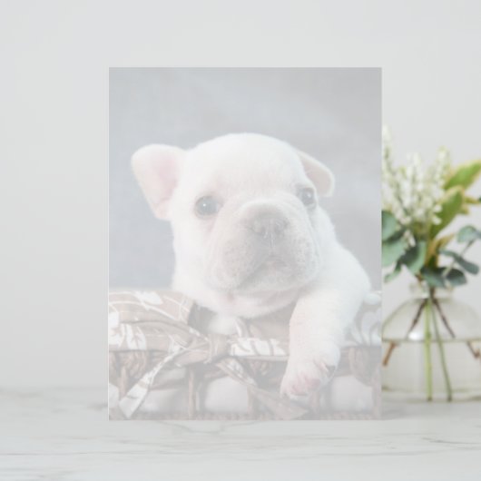 Cutest Baby Animals | French Bulldog (Standing Front)