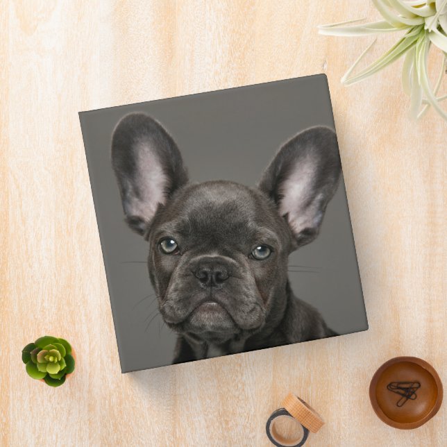 Cutest Baby Animals | French Bulldog 3 Ring Binder (In Situ)