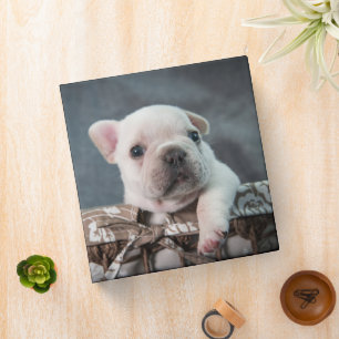 Cutest Baby Animals French Bulldog 3 Ring Binder