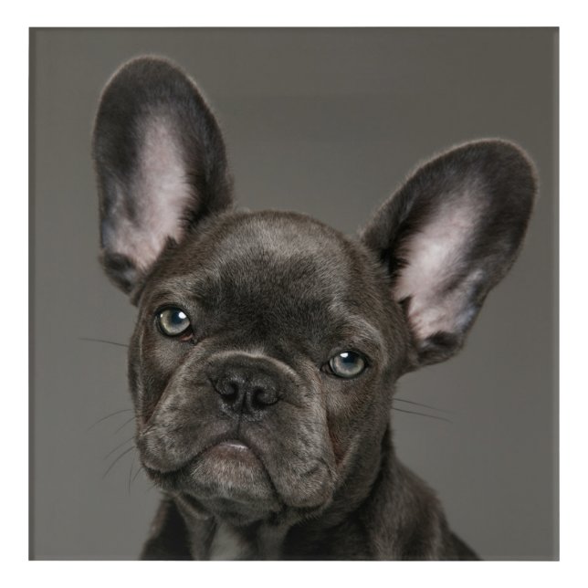 Cutest Baby Animals | French Bulldog Acrylic Print (Front)