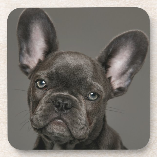 Cutest Baby Animals | French Bulldog Beverage Coaster (Front)