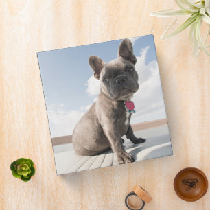Cutest Baby Animals French Bulldog Boating 3 Ring Binder