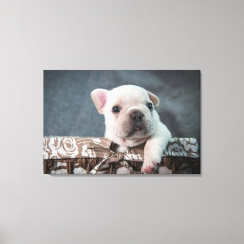 Cutest Baby Animals  French Bulldog Canvas Print