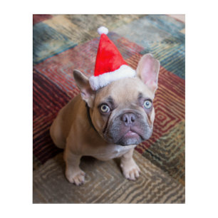 Cutest Baby Animals French Bulldog Christmas Acrylic Print