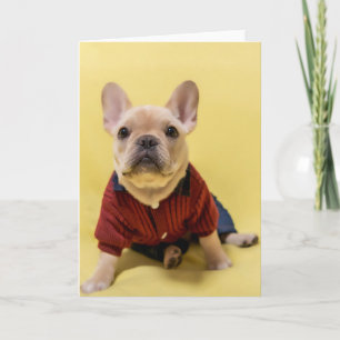 Cutest Baby Animals   French Bulldog Dressed Card