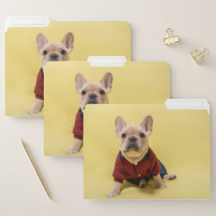 Cutest Baby Animals   French Bulldog Dressed File Folder