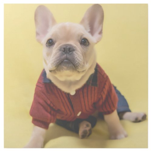 Cutest Baby Animals  French Bulldog Dressed Gallery Wrap