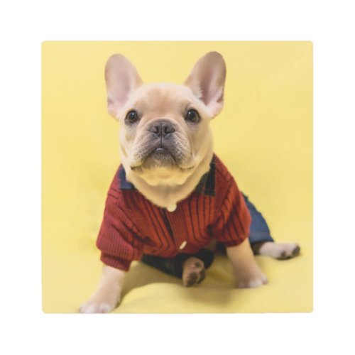 Cutest Baby Animals  French Bulldog Dressed Metal Print