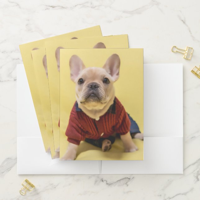 Cutest Baby Animals | French Bulldog Dressed Pocket Folder (In Situ)