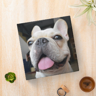Cutest Baby Animals   French Bulldog Face 3 Ring Binder